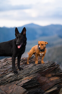 Dogs standing on rocky cliff