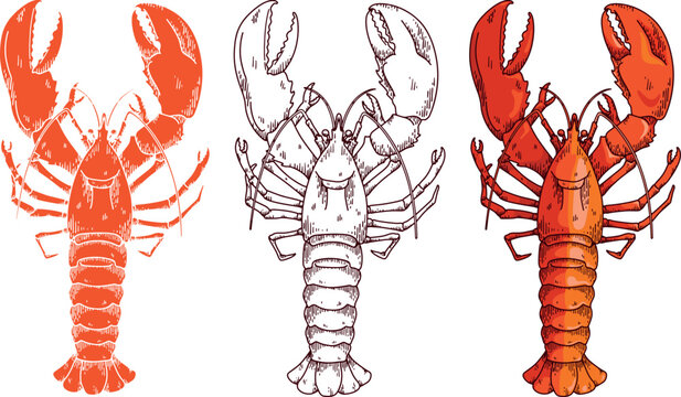Lobster vector illustration in full colored and outline