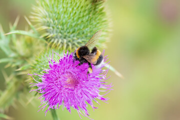 Bumble-bee sitting on wild thistle purple flower