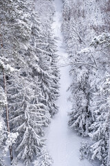 Ogre national park Zalie kalni - Green mountains. Path through the snow covered forest from a height. Nature of Latvia.