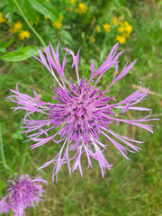 greater knapweed also centaurea (in german Skabiosen-Flockenblume) Centaurea scabiosa