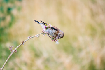 European goldfinch with juvenile plumage, feeding on the seeds of thistles. Carduelis carduelis.