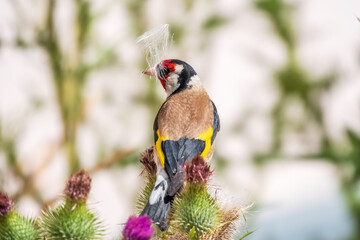 European goldfinch, feeding on the seeds of thistles. Carduelis carduelis.