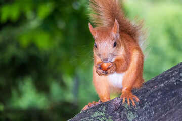 Young Squirrel sits on tree in summer. Eurasian red squirrel, Sciurus vulgaris.