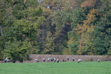 Fototapeta premium grue cendrée - grus grus - gruidés