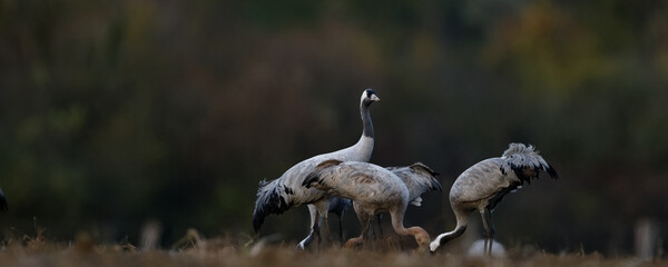 grue cendrée - grus grus - gruidés,