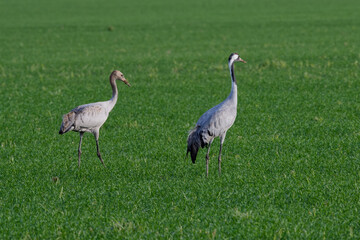 Obraz premium grue cendrée - grus grus - gruidés,