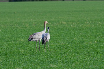 grue cendrée - grus grus - gruidés,