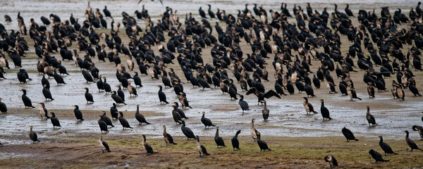cormoran - colonie ©  - Erick M - 