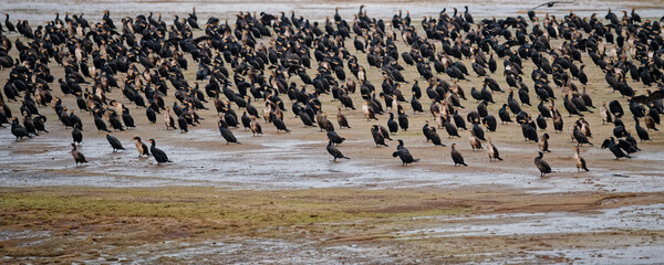 cormoran - colonie ©  - Erick M - 