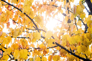 Yellow leaves in the sunlight in autumn