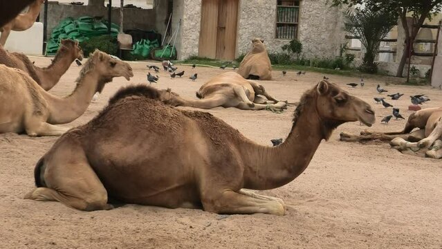 An Arabian camel, from the Camelus dromedarius species, is taking a break in its shelter.