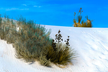 White Sands Landscape