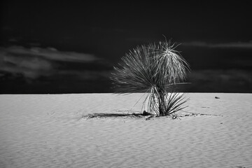Yucca Growing at White Sands