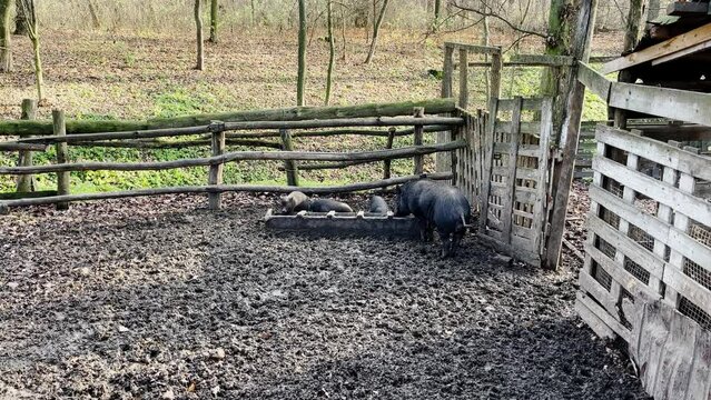 Youngs wild boar Sus scrofa family, calm piggy mother suckling striped young. The black pig
