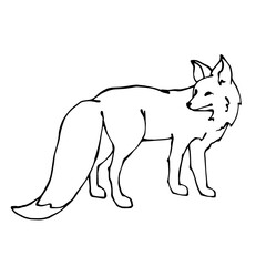 Linear sketch of a wild forest animal fox.Vector graphics.