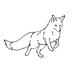 Linear sketch of a wild forest animal fox.Vector graphics.
