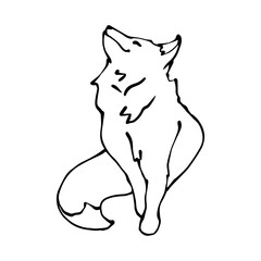 Linear sketch of a wild forest animal fox.Vector graphics.