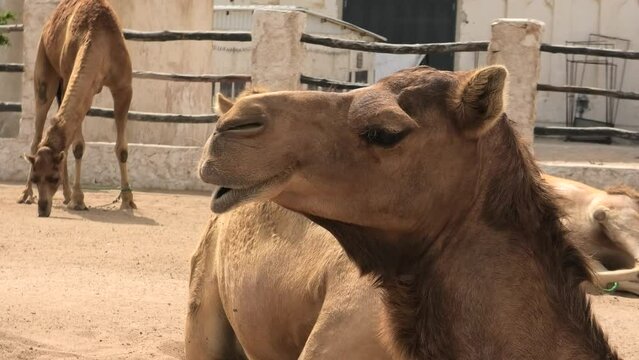 A dromedary camel from Arabia was taking a break in its shelter, close up view. This species is scientifically known as Camelus dromedarius. Close up view of camel head
