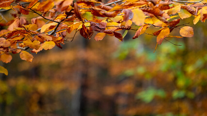 Dried autumn leaves, blurred background, with spaces and text space