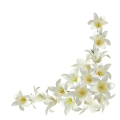 wreath of flowers and leaves of white tulips, isolated