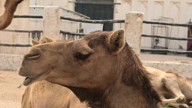 Arabian dromedary resting in the stable. Camelus dromedarius species. Close up view of camel head