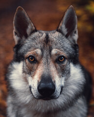 Naklejka na ściany i meble portrait of a wolfdog