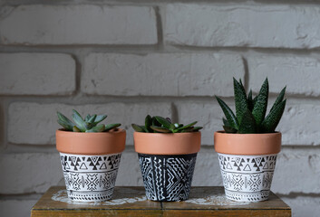 Cactus in a pot on the wall. Succulents plant in decorative pots with white brick wall. Home with beautiful decoration.