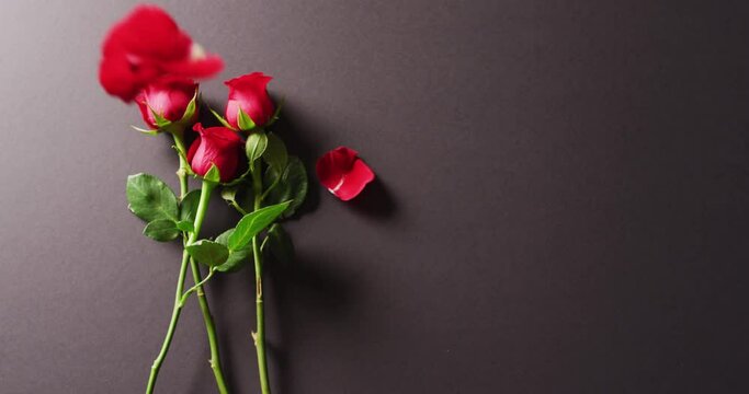 Video of red rose flower stems and petals on dark grey background with copy space
