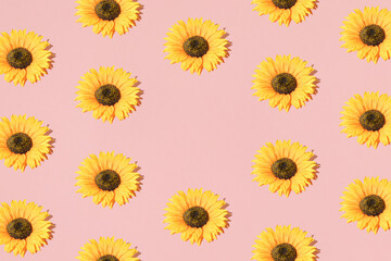 Arrange sunflowers on pink background with copy space. Pattern.