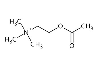 Acetylcholine molecular structure. Acetylcholine is neurotransmitter with important role in human body. Vector structural formula of chemical compound with red bonds and black atom labels.