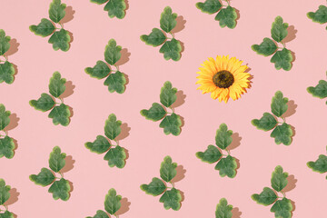 Arranged leaves and sunflower on light pink background. Minimal Pattern and design.