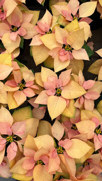 Group of orange poinsettia flowers at Christmas