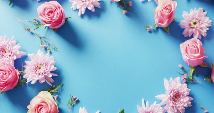 Overhead video of pink rose and chrysanthemum flowers on blue background with central copy space