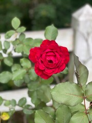 red rose in a garden