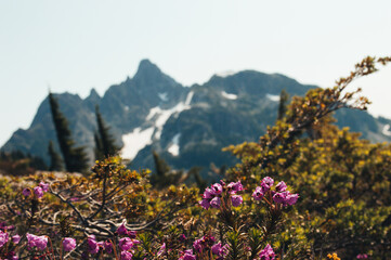 Vancouver Island Alpine Flowers