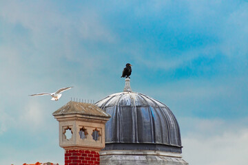 cormorant and seagull