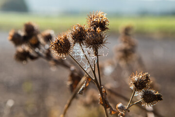 Dry burdock in the autumn