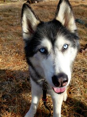 Alaskan 
husky dog