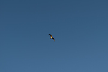 Seagull flying through the blue sky on the coast of Barcelona