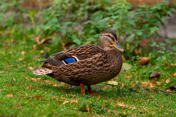 wild duck stands on green grass