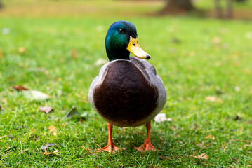 wild duck drake stands on green grass