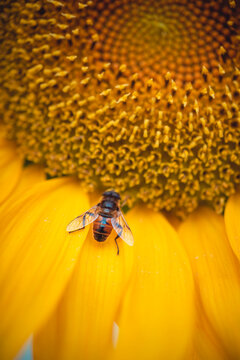 Primer plano de una abeja polinizando un girasol. Apicultura, miel y jalea real 