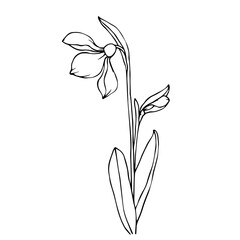 Botanical linear sketch of snowdrop flowers and buds.Vector graphics.