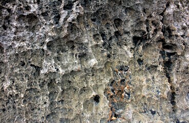 Texture of Gray Rock Coral for Background