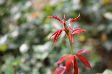 Bud of Rose Flowers and Red Leaves of Rose