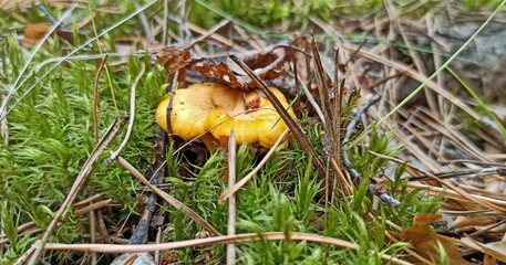 chanterelle mushroom growing among green moss in a forest.