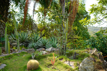 Natural forest