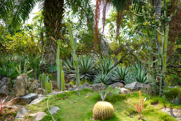 Natural forest
