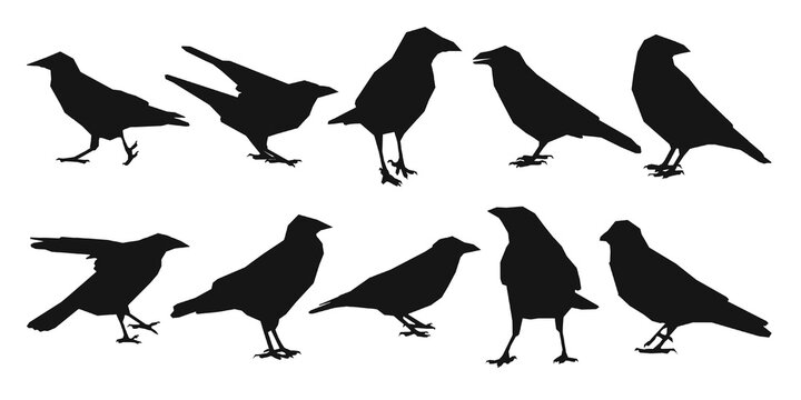 Vector set raven, crow, corvus standing, different pack of bird silhouettes hand draw, isolated vector